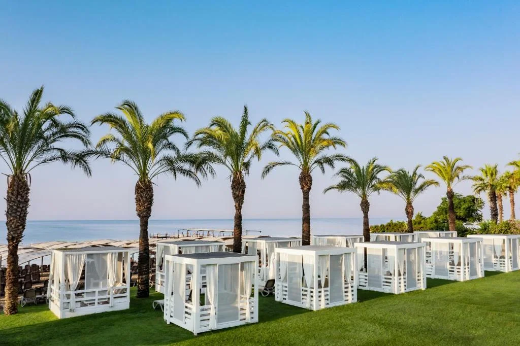 Papillon Ayscha - Fotoja 5